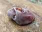Júdásfülgomba (Auricularia auricula-judae), Dél-Pest
